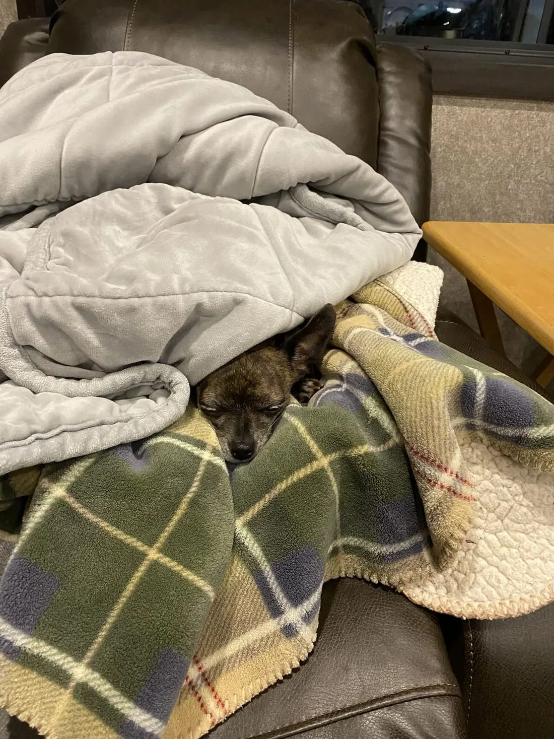 The shop dog asleep between two blankets on an armchair — boss number two